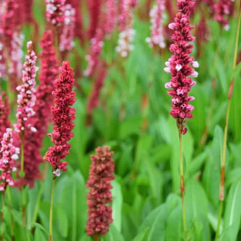 Persicaria affinis 'Darjeeling Red' ---